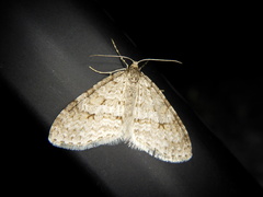 Trichopteryx ignorata