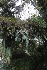 Disocactus anguliger