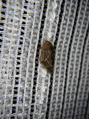 Aphrophora intermedia