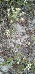 Dasispermum