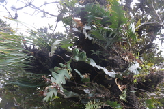 Disocactus anguliger