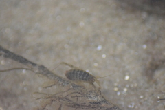 Gammarus roeselii