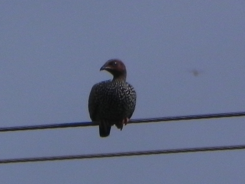 Painted Francolin (Francolinus pictus), photo 5