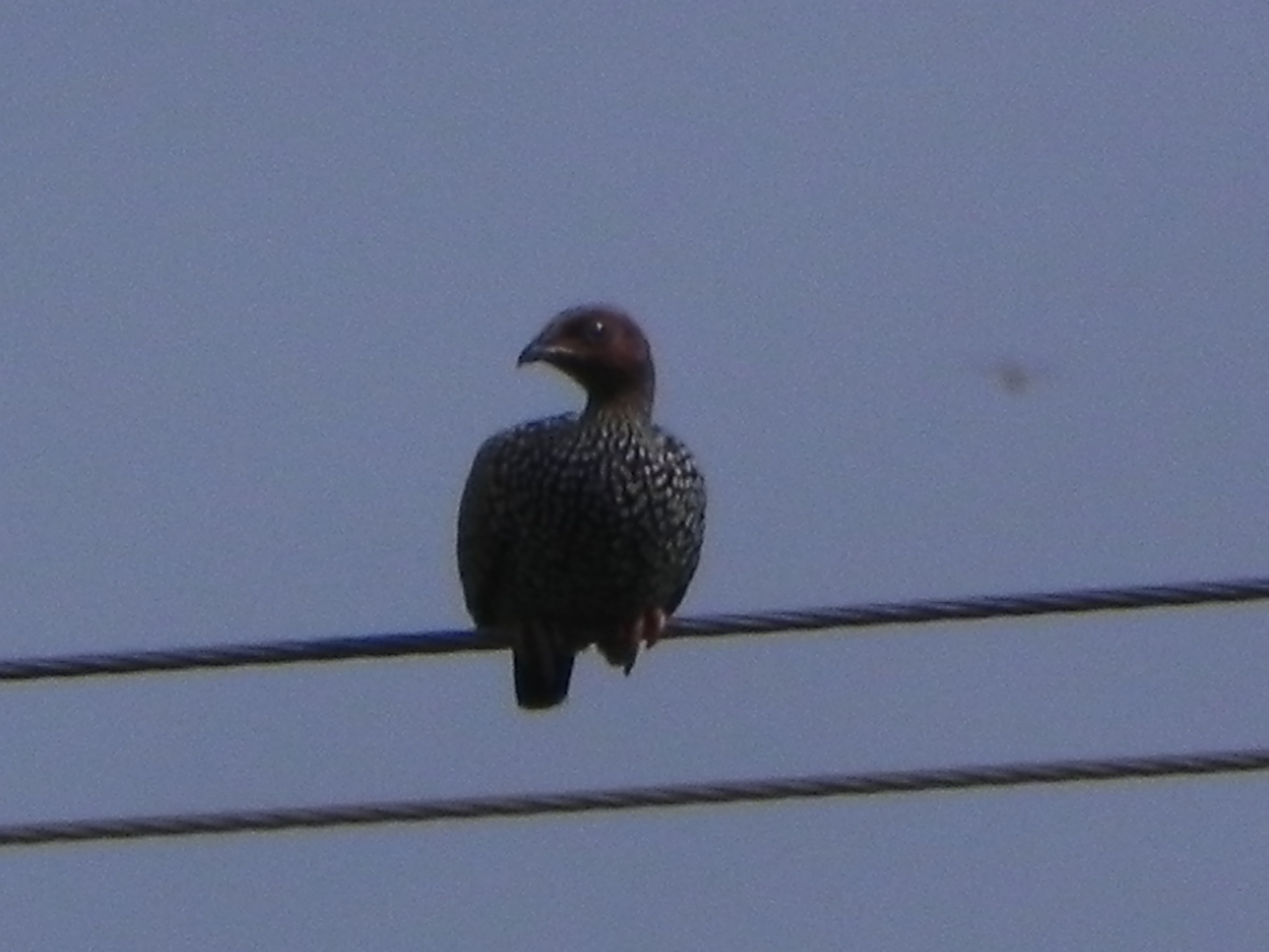 francolim-colorido, francolin peint, francolín pintojo, painted francolin