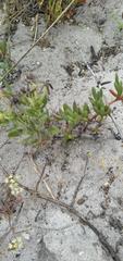 Dasispermum