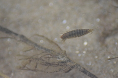 Gammarus roeselii