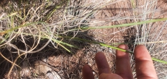 Chlorophytum fasciculatum