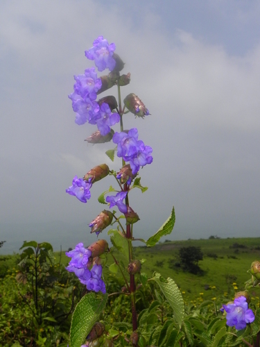 Hill Conehead (Strobilanthes reticulata)