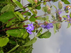 Strobilanthes reticulatus