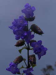 Strobilanthes reticulatus