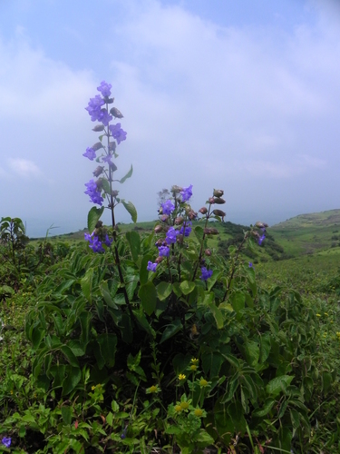 Image of Strobilanthes reticulata by no rights reserved