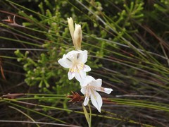 Gladiolus martleyi