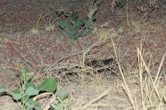 Bdeogale crassicauda