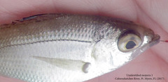Eucinostomus