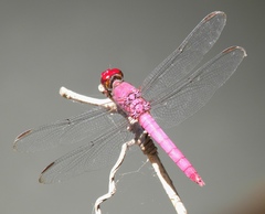 Orthemis discolor