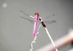 Orthemis discolor