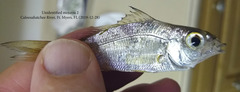 Eucinostomus