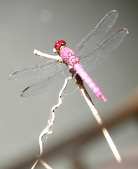Orthemis discolor