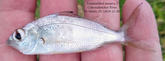 Eucinostomus