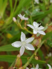 Oxygonum alatum image