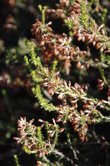 Erica caffrorum