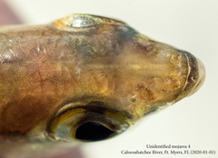 Eucinostomus harengulus