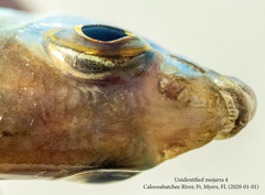 Eucinostomus harengulus