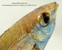 Eucinostomus harengulus