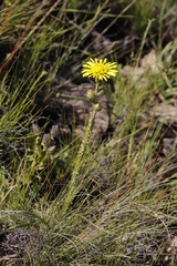 Berkheya rhapontica