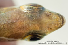 Eucinostomus harengulus