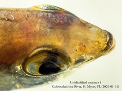 Eucinostomus harengulus