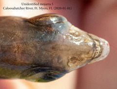 Eucinostomus harengulus