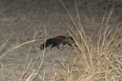 Bdeogale crassicauda