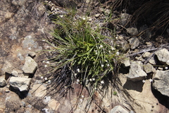 Alepidea duplidens