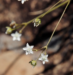 Alepidea duplidens