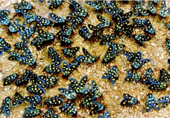 Arniocera auriguttata