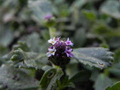 Phyla nodiflora