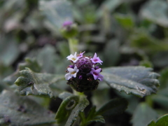 Phyla nodiflora