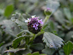 Phyla nodiflora