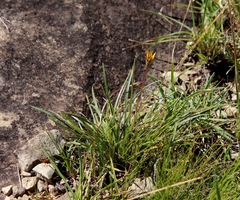 Gazania linearis linearis