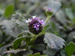 Phyla nodiflora
