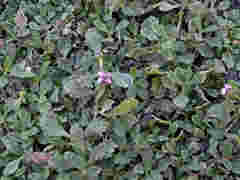 Phyla nodiflora