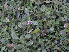 Phyla nodiflora