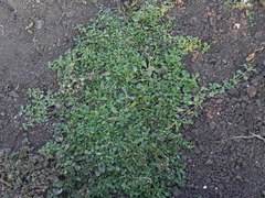 Phyla nodiflora