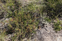 Erica caffrorum