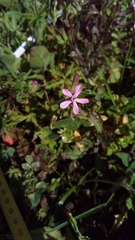 Silene fuscata