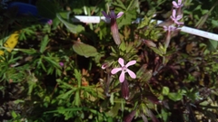 Silene fuscata