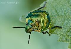 Pachycoris klugii