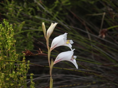 Gladiolus martleyi