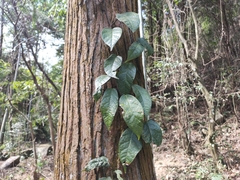 Ficus sarmentosa henryi